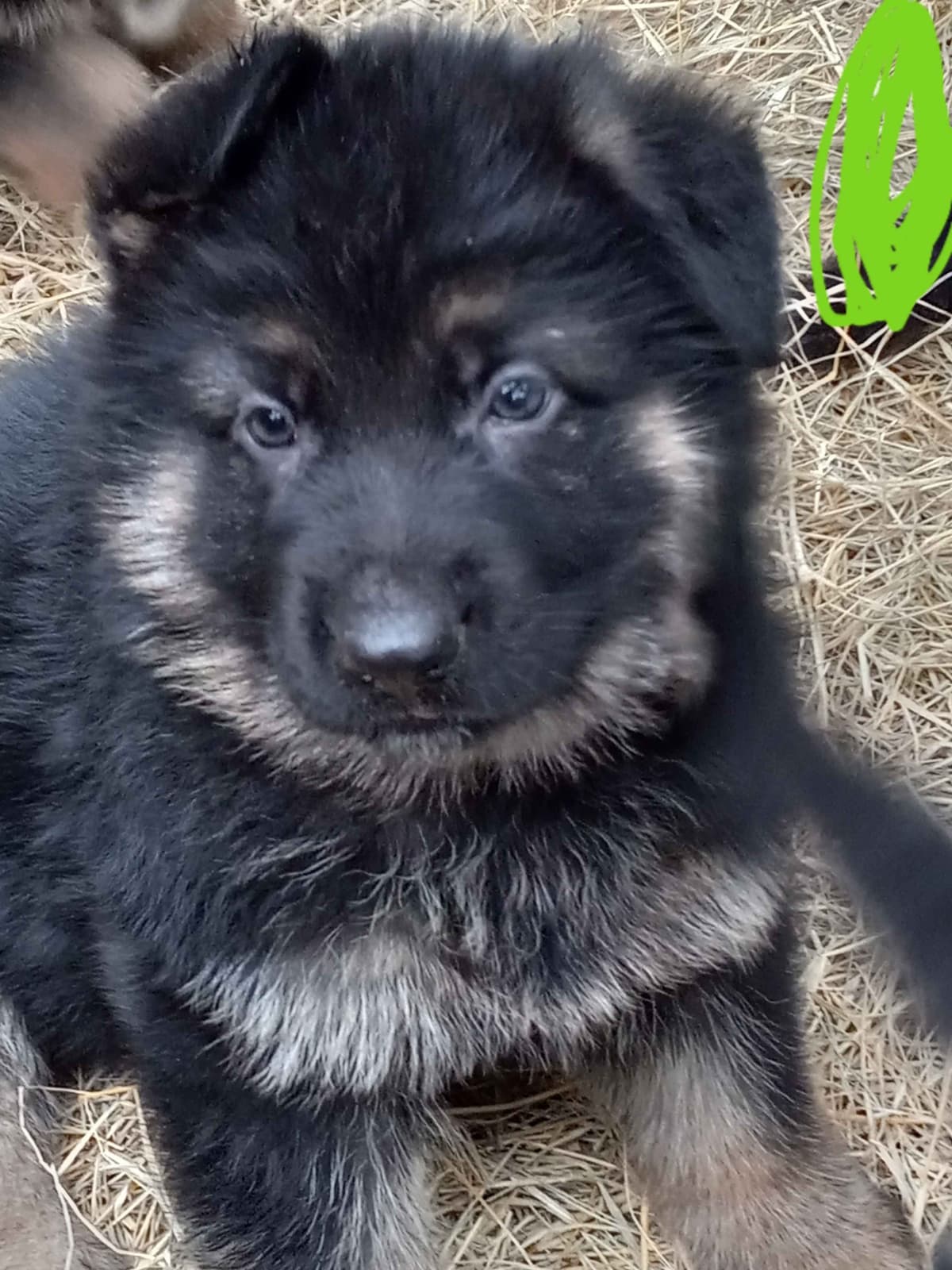 REDUCED!! German Shepherd Dog Puppies breeder image 22