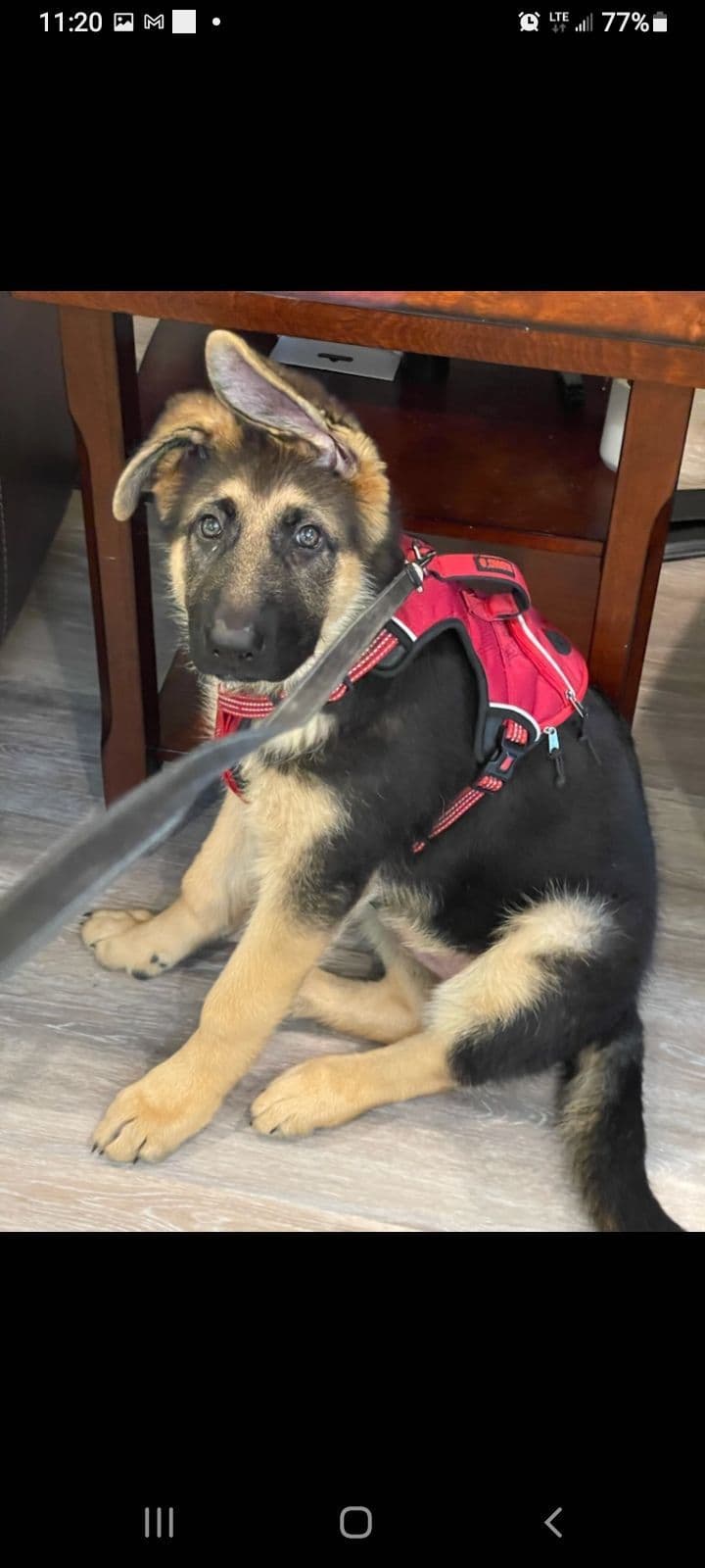 REDUCED!! German Shepherd Dog Puppies breeder image 24
