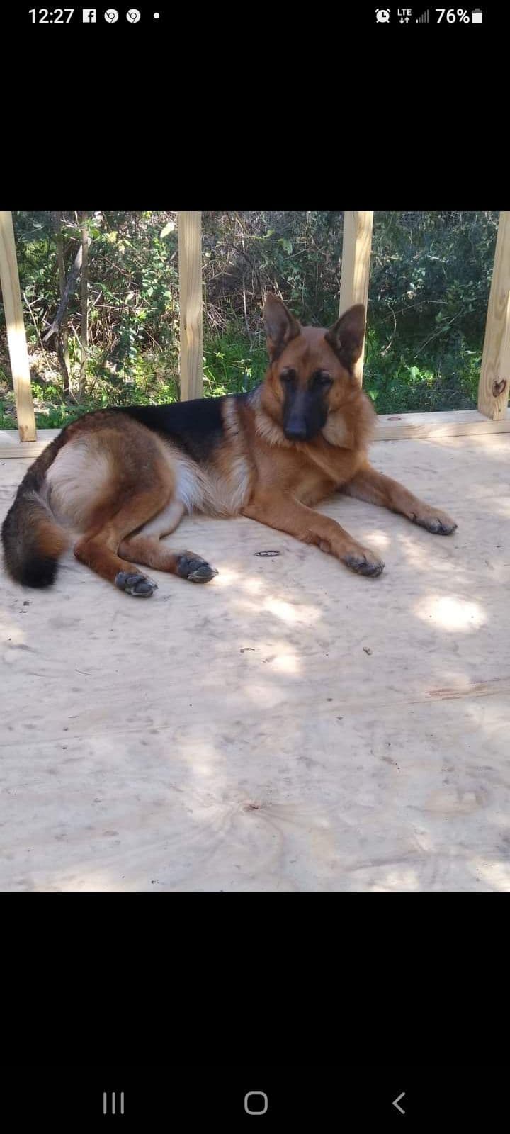 REDUCED!! German Shepherd Dog Puppies breeder image 25