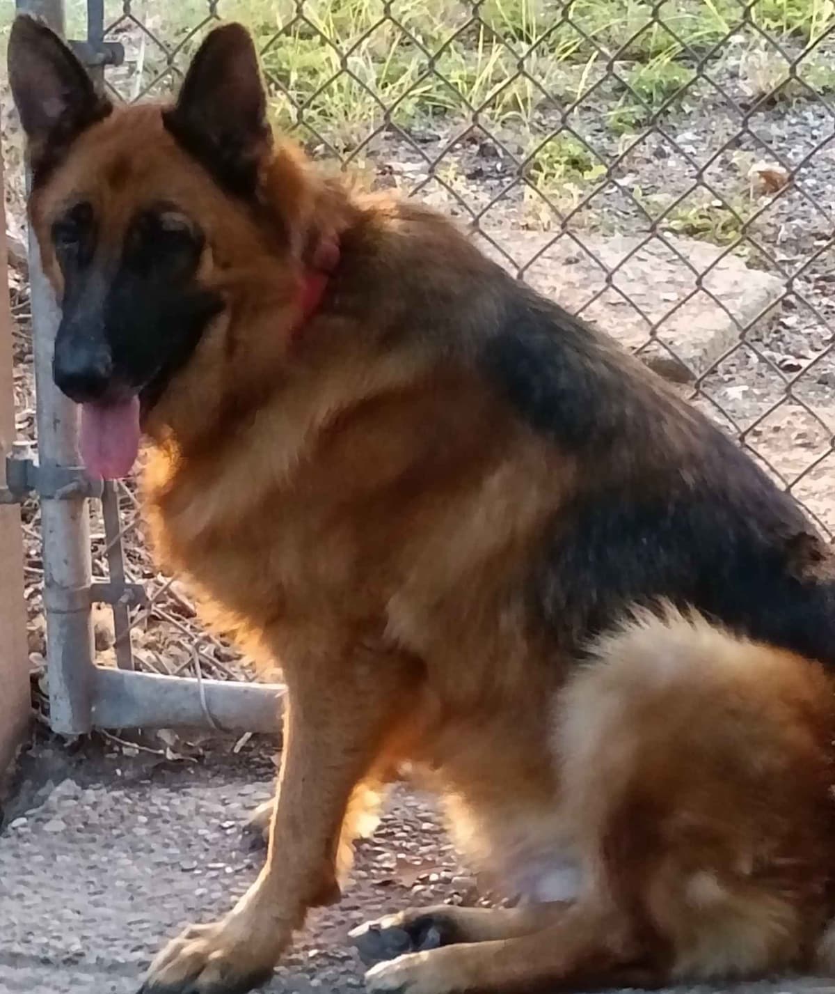 REDUCED!! German Shepherd Dog Puppies breeder image 27