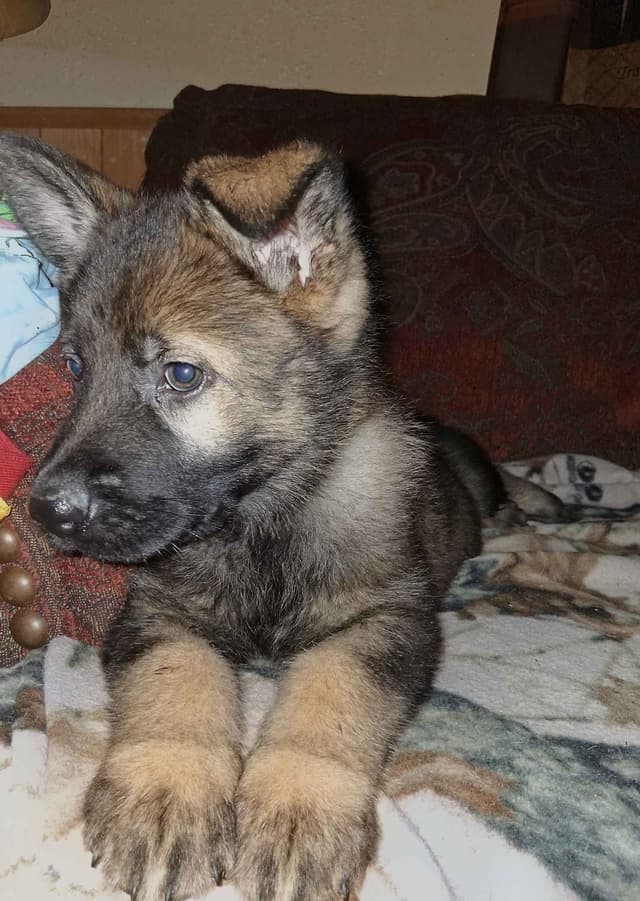 REDUCED!! German Shepherd Dog Puppies media 3
