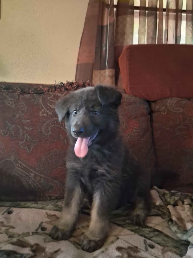 REDUCED!! German Shepherd Dog Puppies media 4