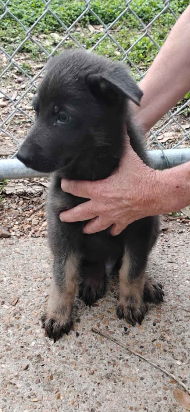 REDUCED!! German Shepherd Dog Puppies media 5