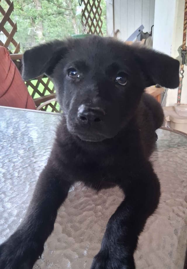 REDUCED!! German Shepherd Dog Puppies media 6