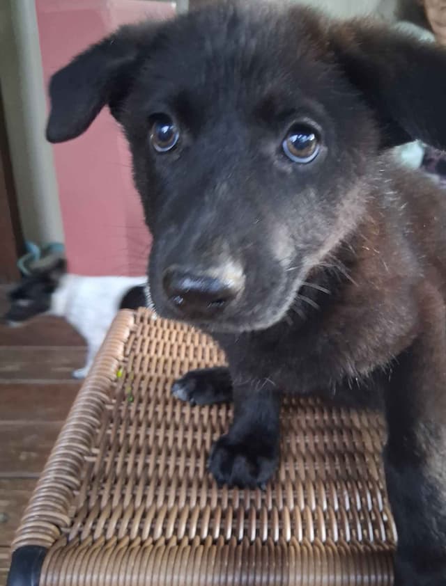 REDUCED!! German Shepherd Dog Puppies media 7