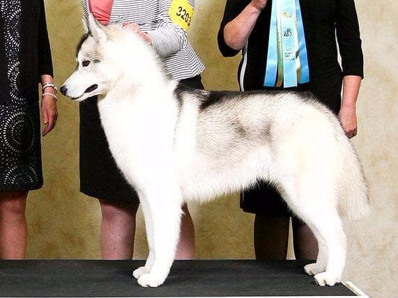 Siberian Husky Puppies breeder image 10