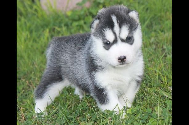 Siberian Husky Puppies breeder image 9