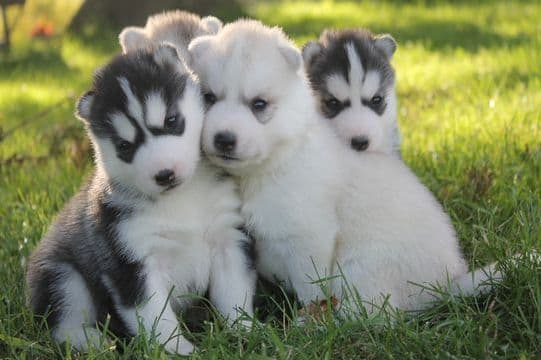 Siberian Husky Puppies breeder image 7