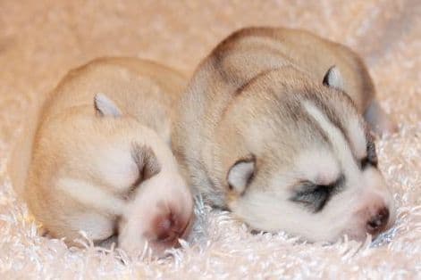Siberian Husky Puppies breeder image 6