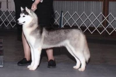Siberian Husky Puppies breeder image 5