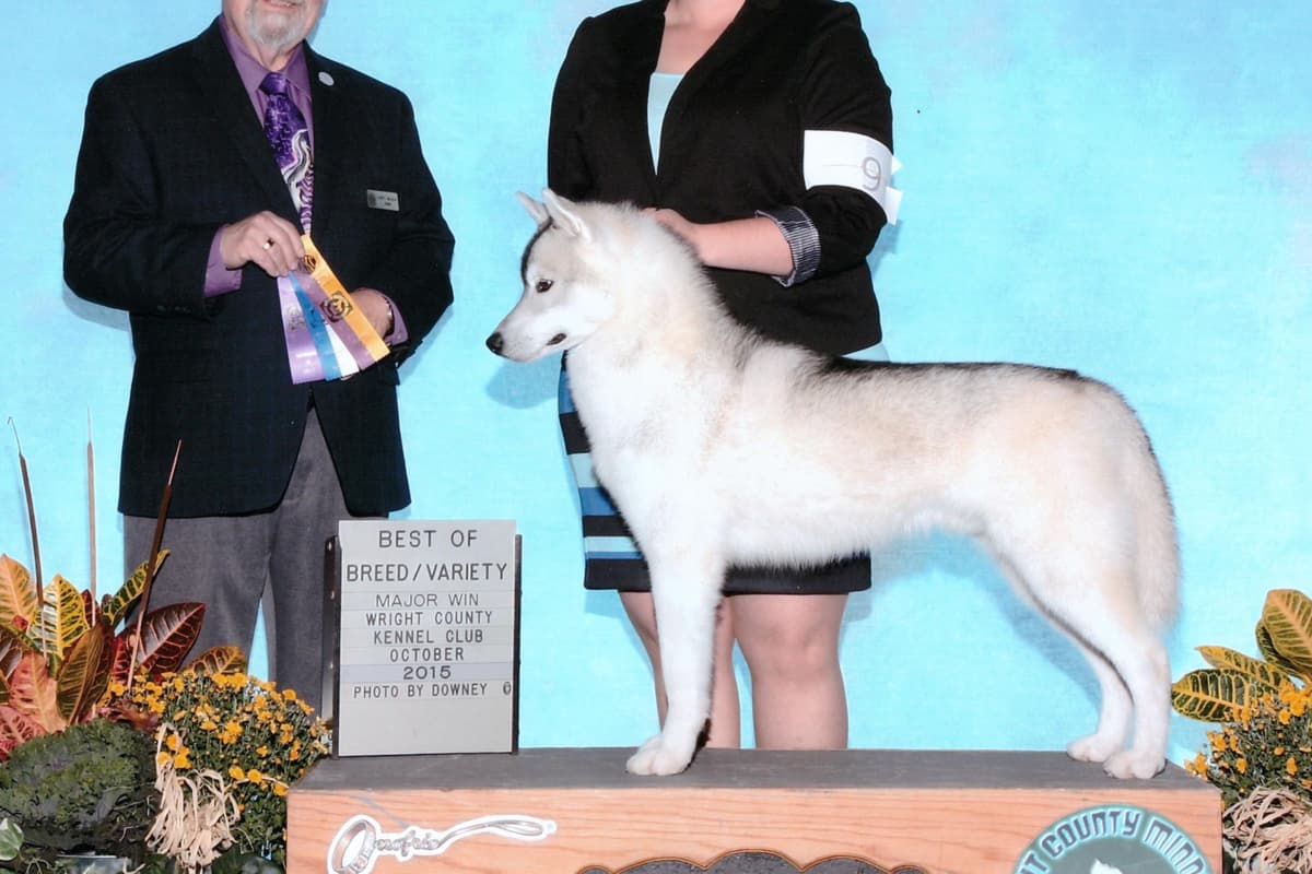 Siberian Husky Puppies breeder image 4
