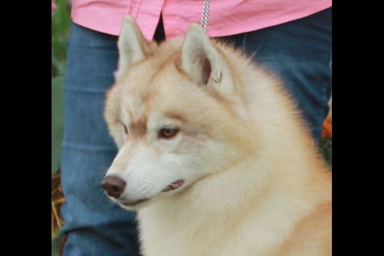 Siberian Husky Puppies breeder image 3