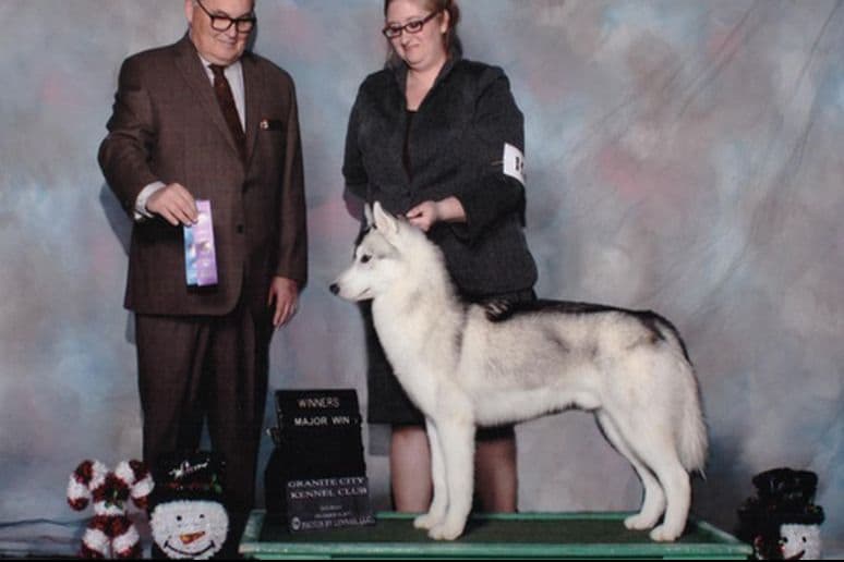 Siberian Husky Puppies breeder image 12