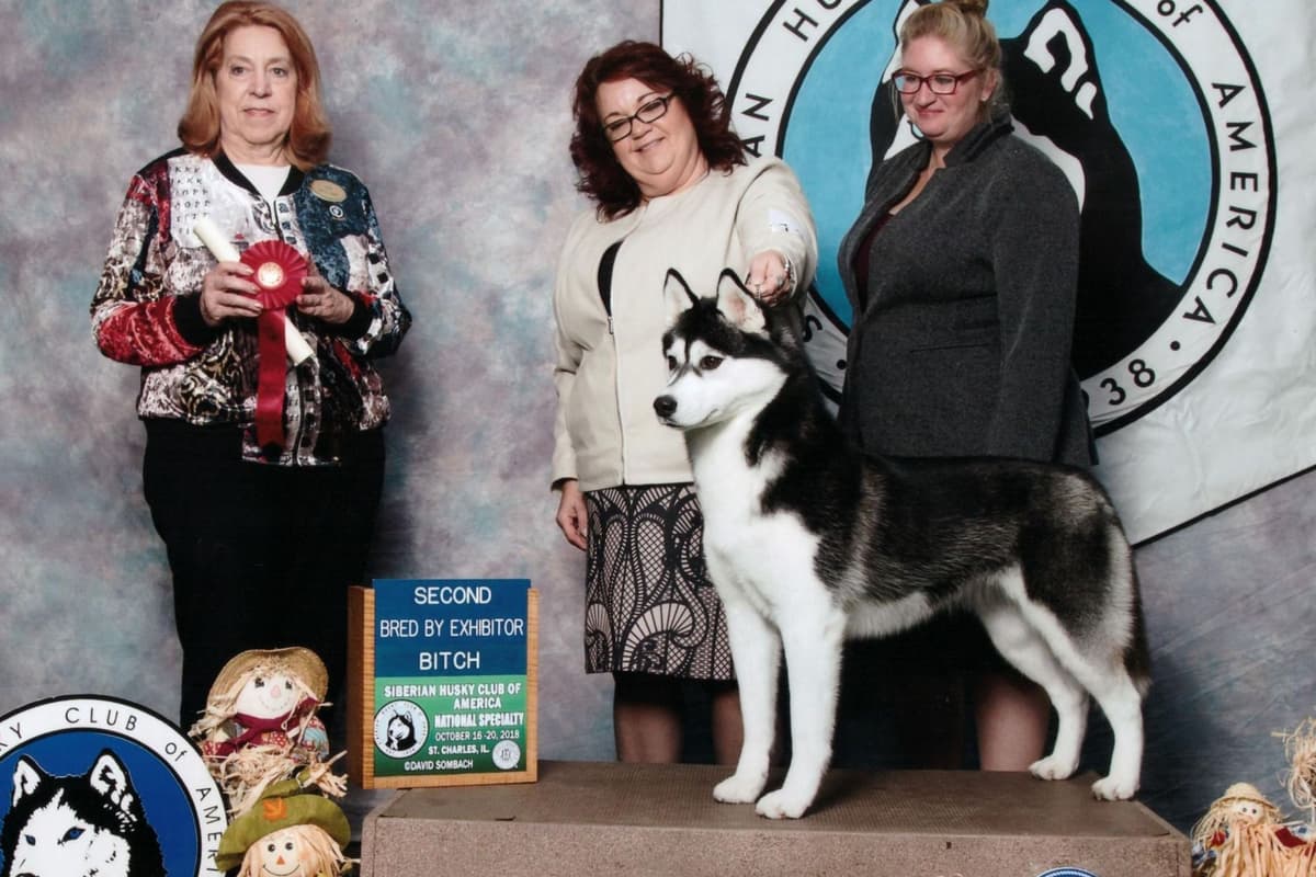 Siberian Husky Puppies breeder image 1