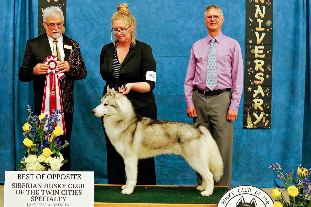Siberian Husky Puppies breeder image 16