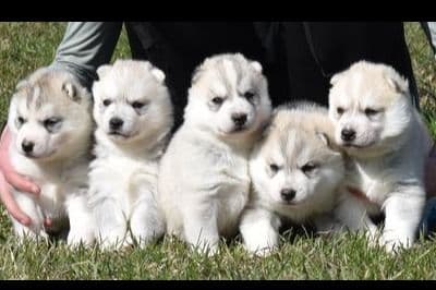 Siberian Husky Puppies breeder image 17