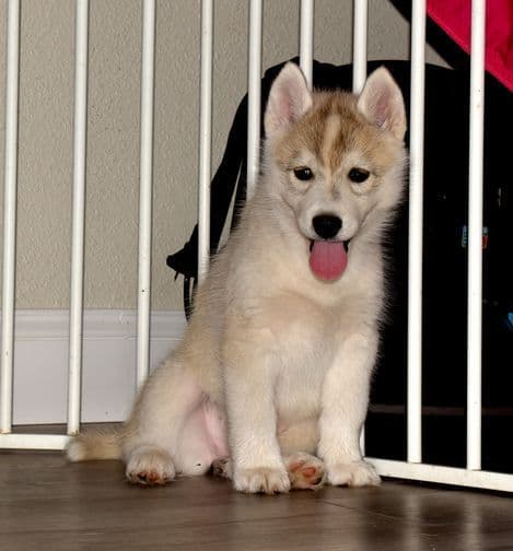 Siberian Husky Puppies media 2