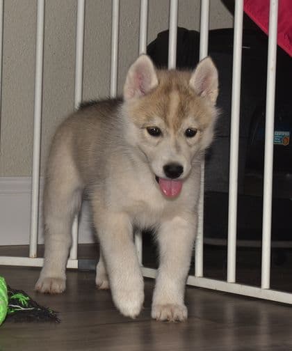 Siberian Husky Puppies media 3