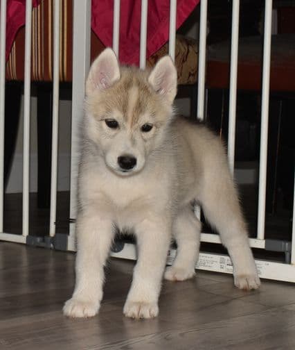 Siberian Husky Puppies media 4