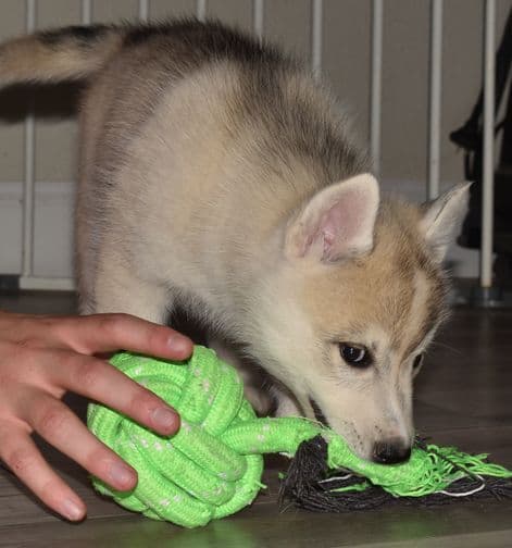 Siberian Husky Puppies media 5