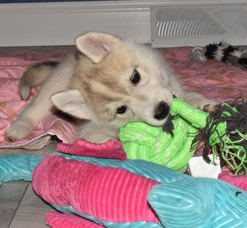 Siberian Husky Puppies media 7