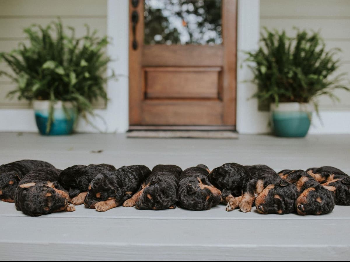 Clover and Blue Breeding - Airedale Puppies breeder image 6