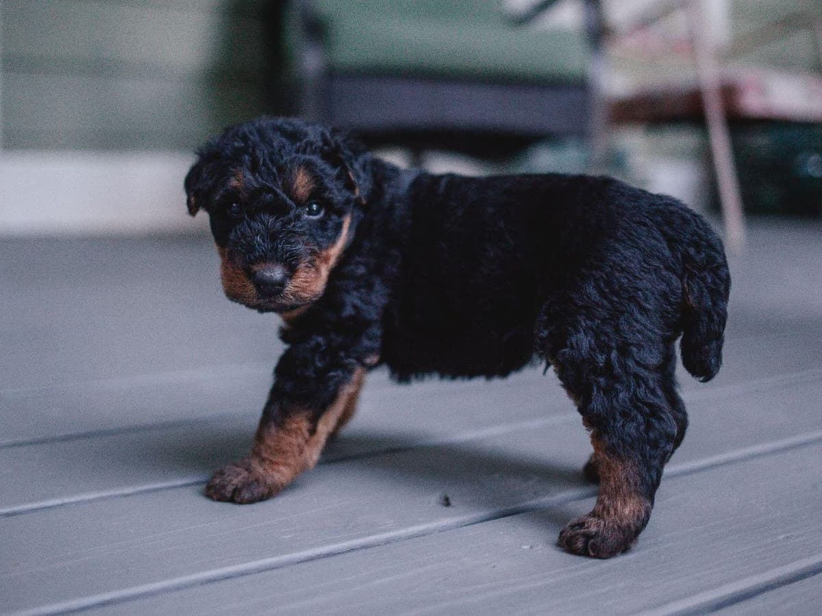 Clover and Blue Breeding - Airedale Puppies breeder image 10
