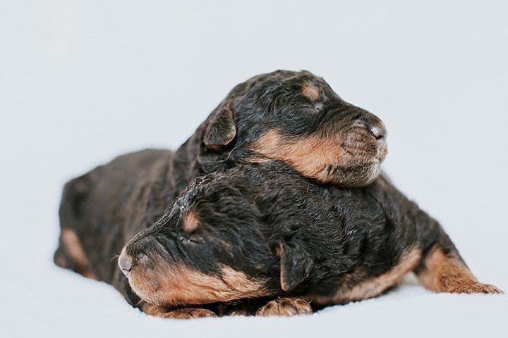 Clover and Blue Breeding - Airedale Puppies breeder image 4