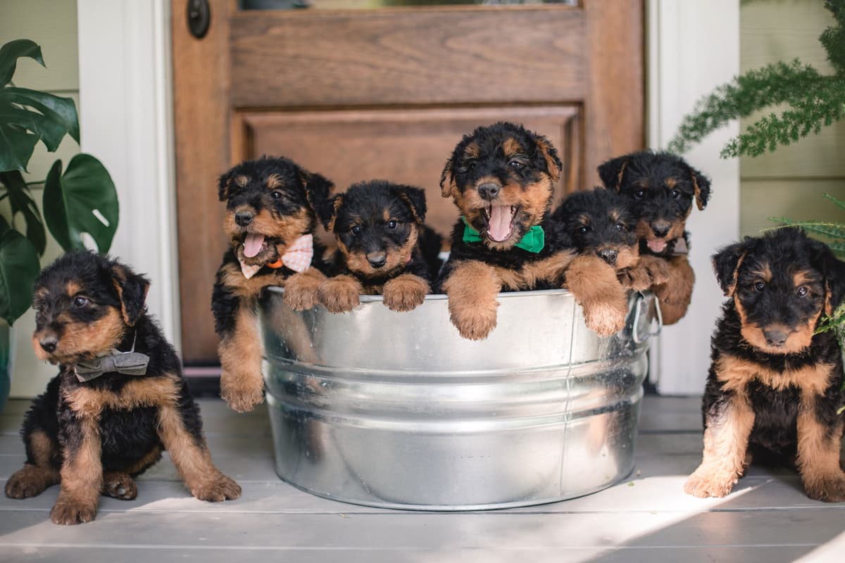 Clover and Blue Breeding - Airedale Puppies breeder image 3