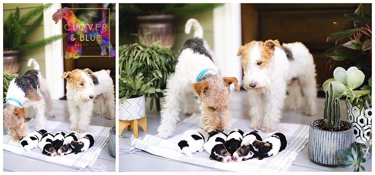 Clover and Blue Breeding - Airedale Puppies breeder image 13