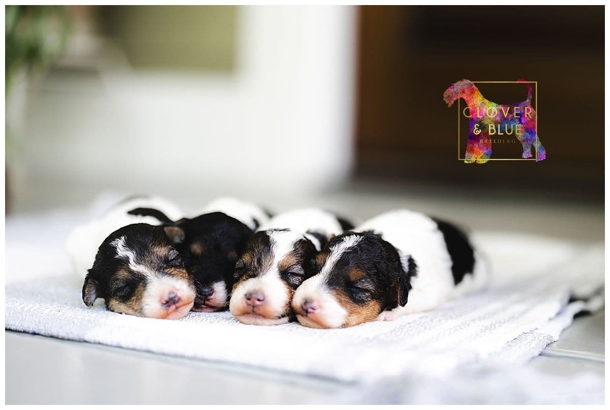 Clover and Blue Breeding - Airedale Puppies breeder image 15