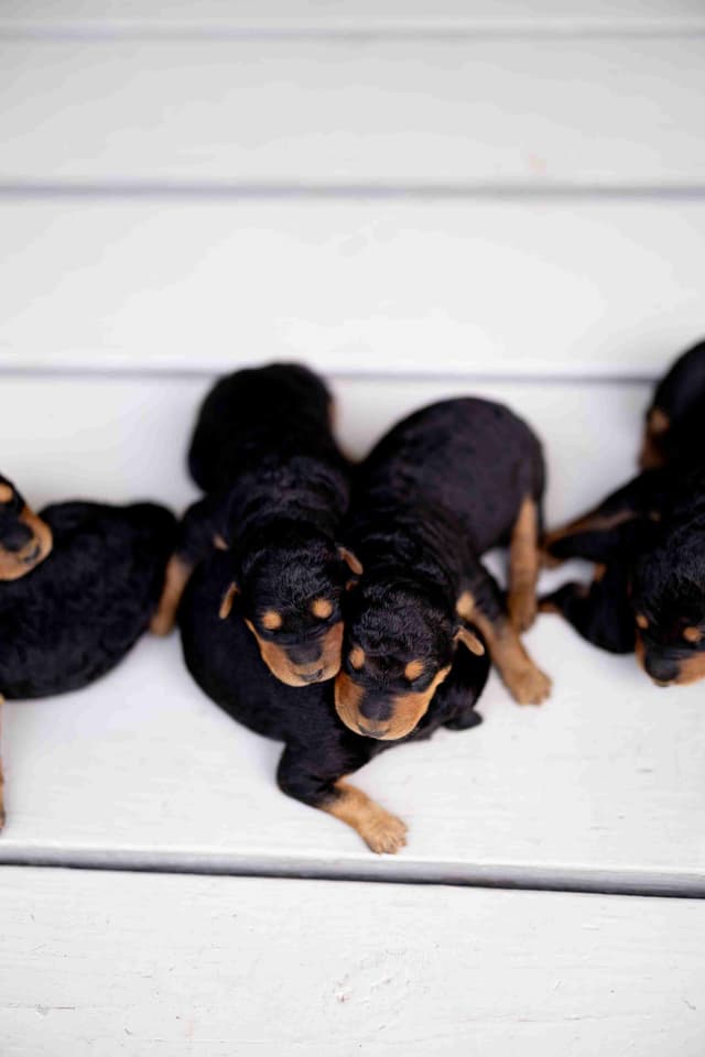 Clover and Blue Breeding - Airedale Puppies media 2