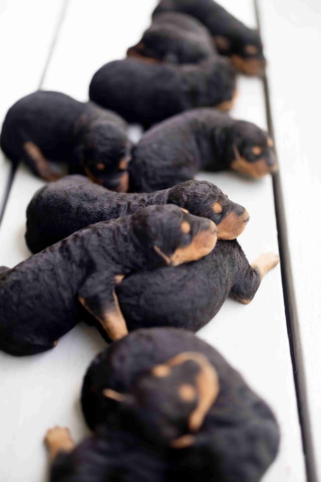 Clover and Blue Breeding - Airedale Puppies media 3