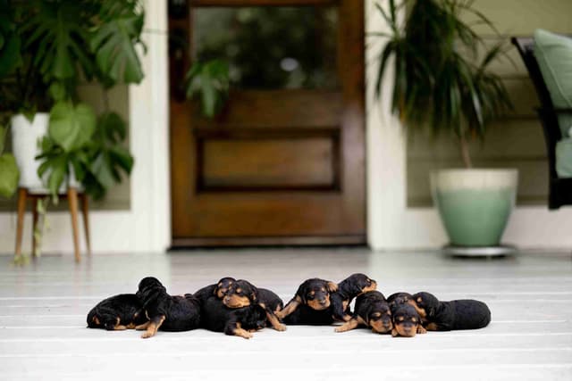 Clover and Blue Breeding - Airedale Puppies media 4