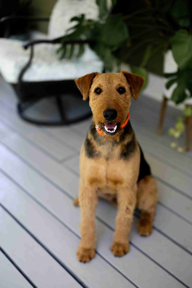 Clover and Blue Breeding - Airedale Puppies media 6