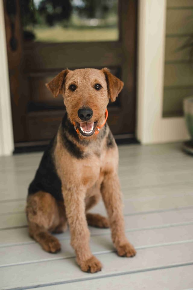 Clover and Blue Breeding - Airedale Puppies media 7