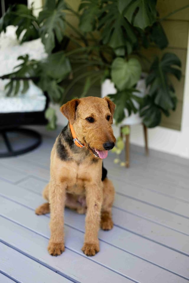Clover and Blue Breeding - Airedale Puppies media 8