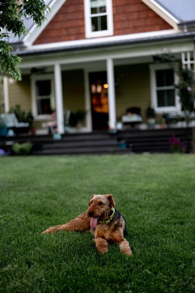Clover and Blue Breeding - Airedale Puppies media 9