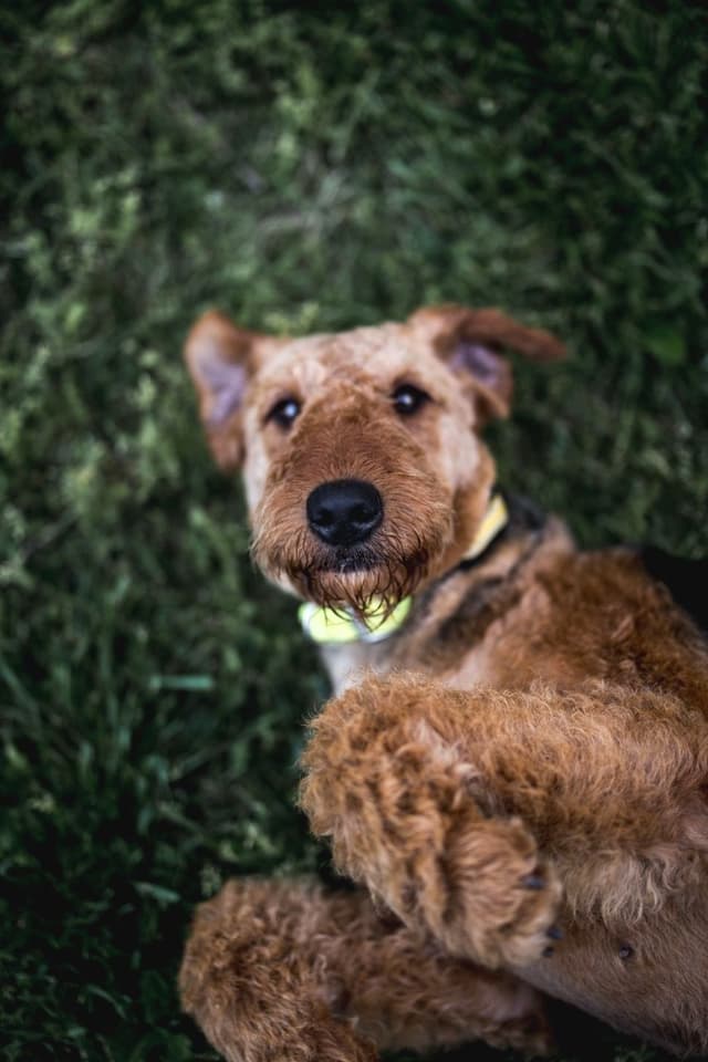 Clover and Blue Breeding - Airedale Puppies media 10
