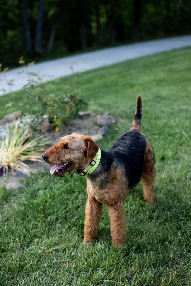 Clover and Blue Breeding - Airedale Puppies media 11