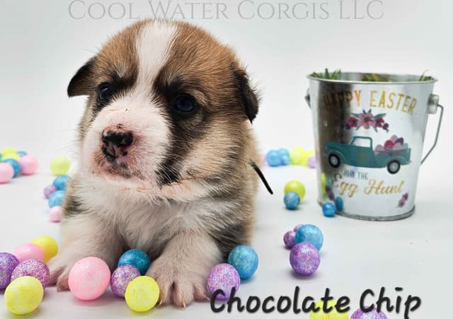 Pembroke Welsh Corgi Puppies media 6