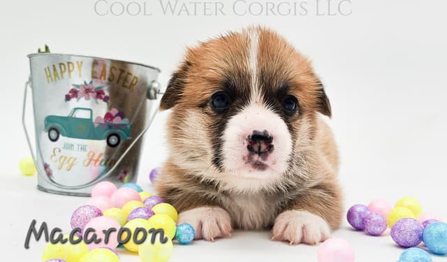 Pembroke Welsh Corgi Puppies media 7