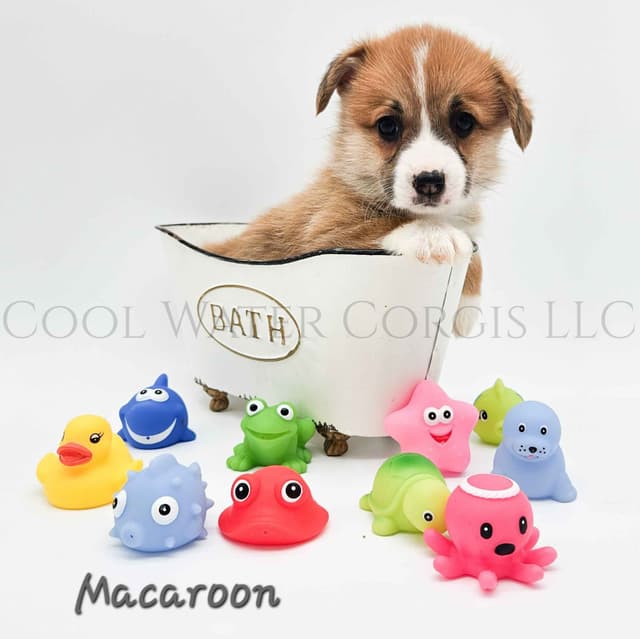 Pembroke Welsh Corgi Puppies media 8