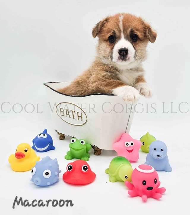 Pembroke Welsh Corgi Puppies media 9