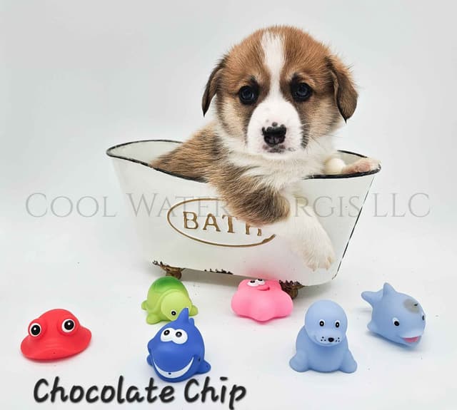 Pembroke Welsh Corgi Puppies media 10