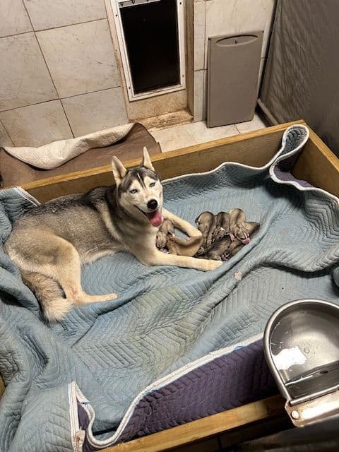 Siberian Husky Puppies media 2