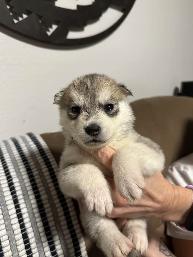 Siberian Husky Puppies media 3