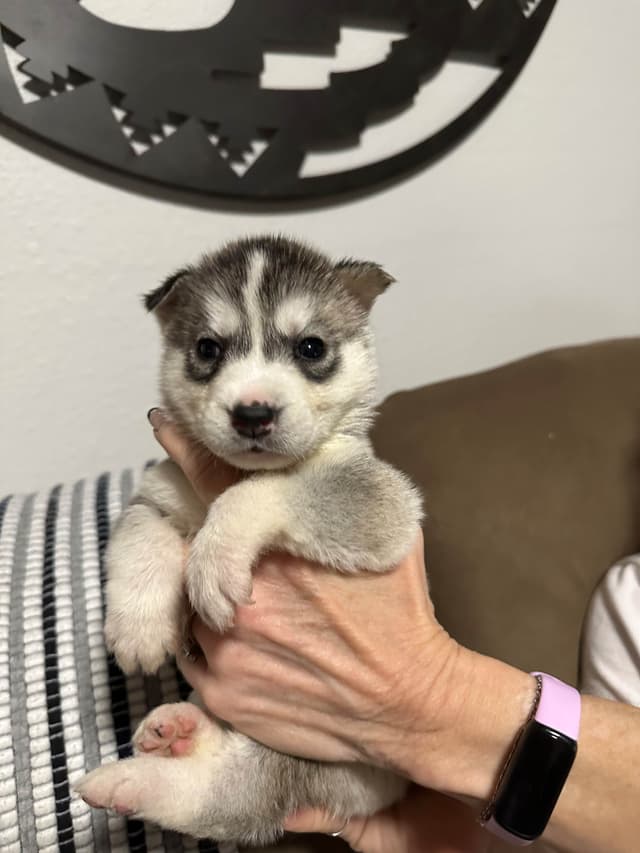 Siberian Husky Puppies media 4