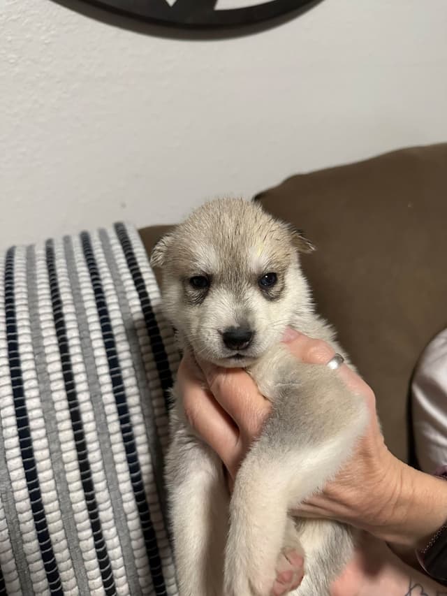 Siberian Husky Puppies media 5