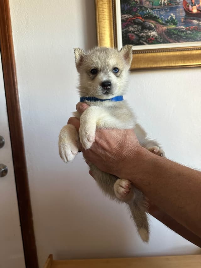 Siberian Husky Puppies media 6